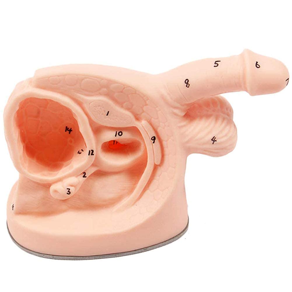 Homme Interne et Externe genitalia et cathétérisme modèle cathétérisme 21 * 11.5 * 15cm
