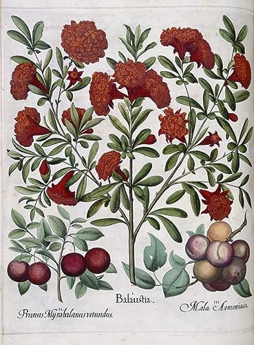 Tableau Toile 60x90cm Jardin d'Eystettensis Art Premium Besler