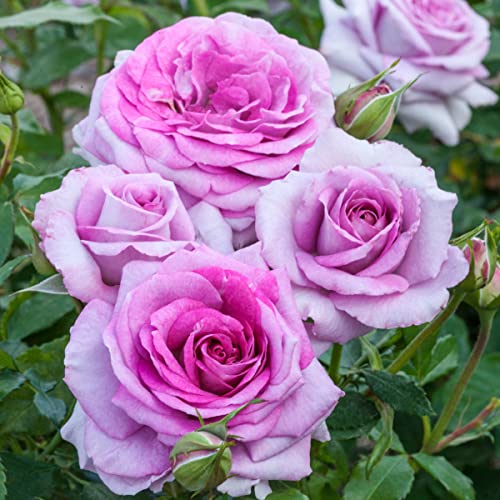 Breck's - Violets Pride Dormant Bare Root Floribunda Rose, Includes One Plant Per Order #TOP1