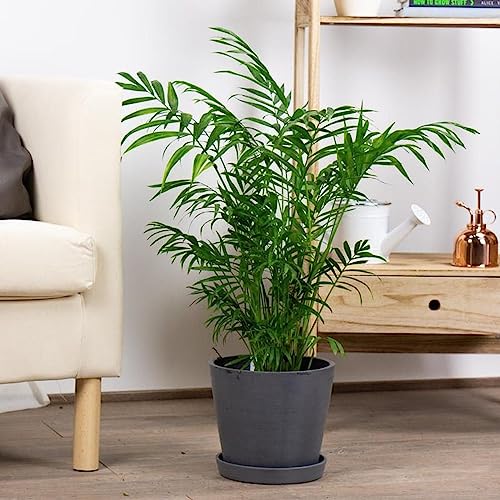 Palmeira Chamaedorea Ideal Para Ambientes Internos - Escritórios e Apartamentos - Fácil de Cuidar