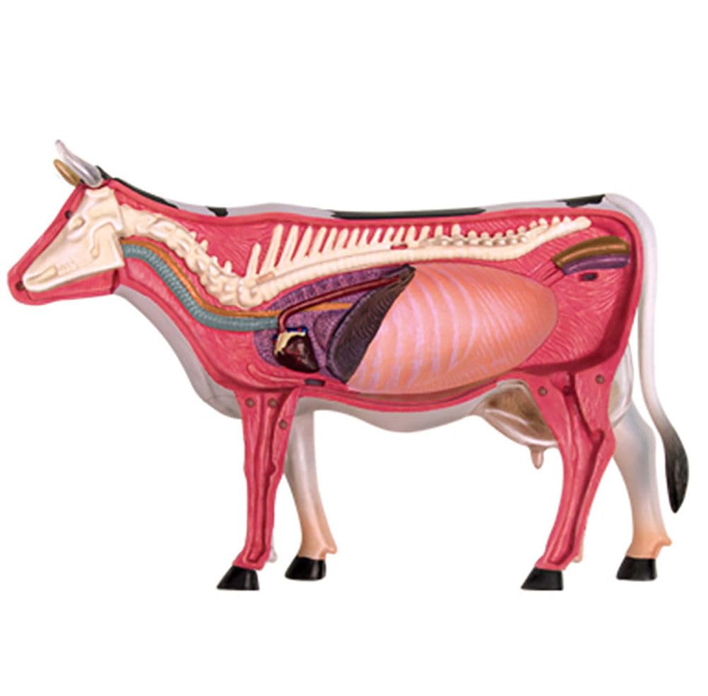 Genérico Modelo de Anatomía de Vaca 4D - Esqueleto de Animal, Biología Desmontable, 29 Partes para Clínica Veterinaria, Capacitación, Escuela de Enseñanza, Demostración