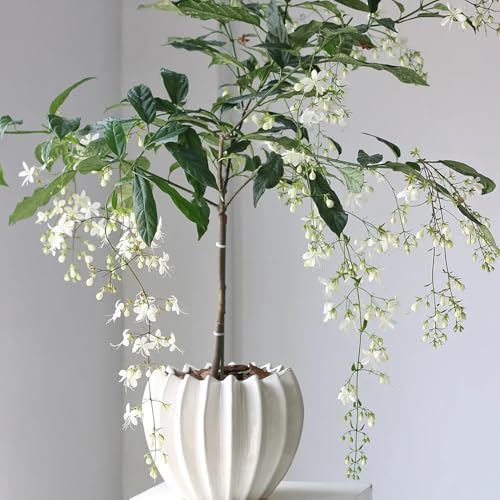 Planta de jazmín resistente - semillas plantas en macetas resistentes semillas de flores plantas en macetas jardín interior balcón flores balcón perennes resistentes bonsái decoración 250pcs