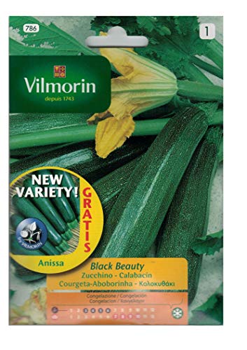 Sobre semillas CALABACIN - 7 gr.