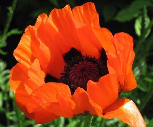 50+ Prince Of Orange Papaver Flower Seeds / Orientale / Perennial