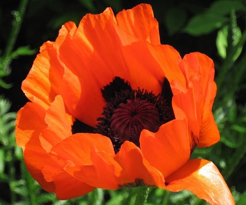 50+ Prince Of Orange Papaver Flower Seeds / Orientale / Perennial #TOP3