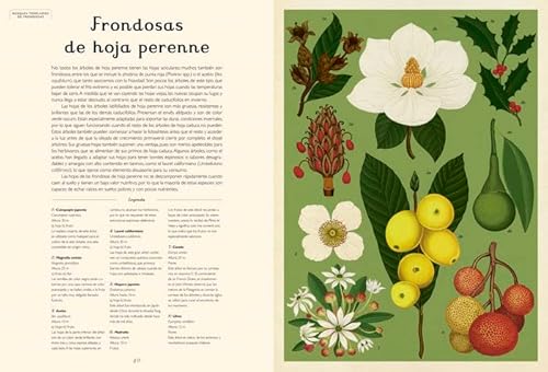 Arboretum (El Chico Amarillo)