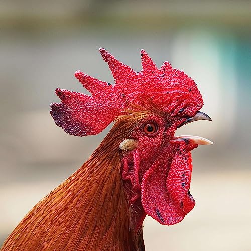 『Chickens 🐓』のカバーアート