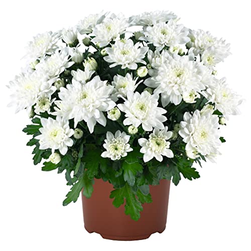 DECOALIVE Crisantemo Flores Blancas Chrysanthemum Blanco Flor Natural