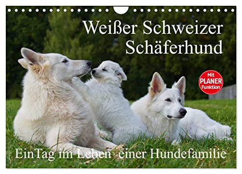 Weißer Schweizer Schäferhund - Ein Tag im Leben einer Hundefamilie (Wandkalender 2024 DIN A4 quer), CALVENDO Monatskalender: Auf 13 Kalenderblättern ... einer Hundefamilie teilhaben (CALVENDO Tiere)