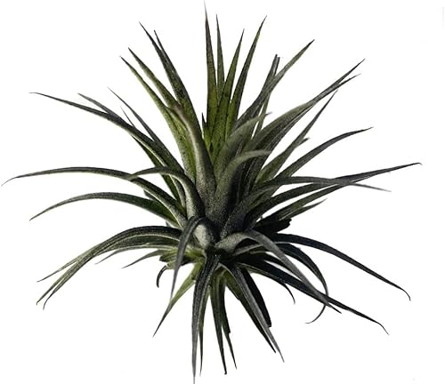 Miniatura 5 de Plantas de aire pequeñas - Planta de aire Ionantha Rubra de Ionantha Guatemala Tillandsia, Airplant vivo de Guatemala Tillandsia (negro)