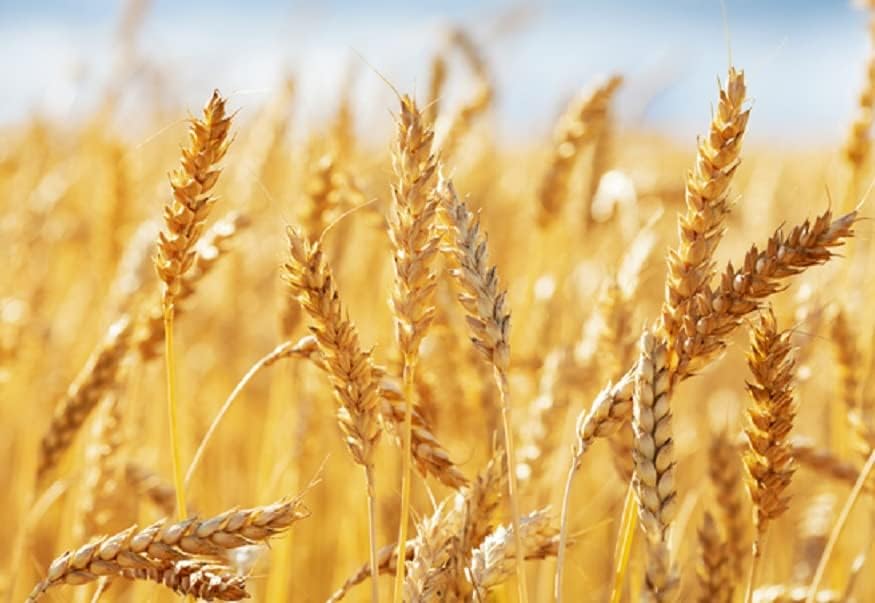 Miniatura 3 de Semillas de cultivo de cobertura de trigo, trigo de invierno sin OMG, semillas de parcela de alimentos de ciervo y pavo, cultivo de cobertura