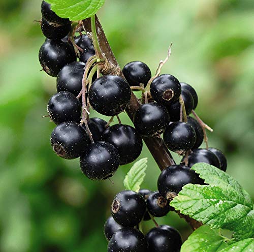 Blackcurrant (Ribes) ‘Titania’ Ribes Nigrum Hardy Shrub 9cm Pot x 1 by Thompson & Morgan