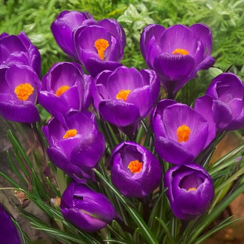 10 Bulbos de Crocus vernus 'Flower Record' | 8/9 cm de circunferencia | Bulbos de los mejores productores holandeses | Selección y control de calidad | Floración garantizada