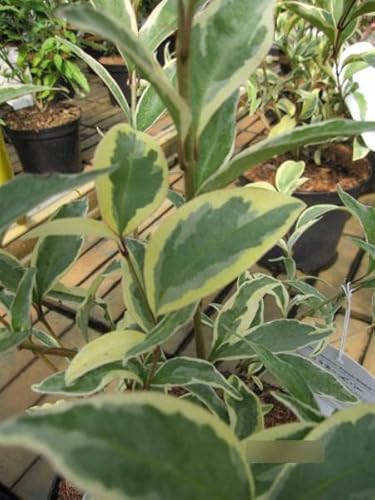 Ligustrum japonicum Arlequin Briseize - Japanischer Harlekin-Liguster Ligustrum japonicum Arlequin Briseize - Japanischer Harlekin-Liguster