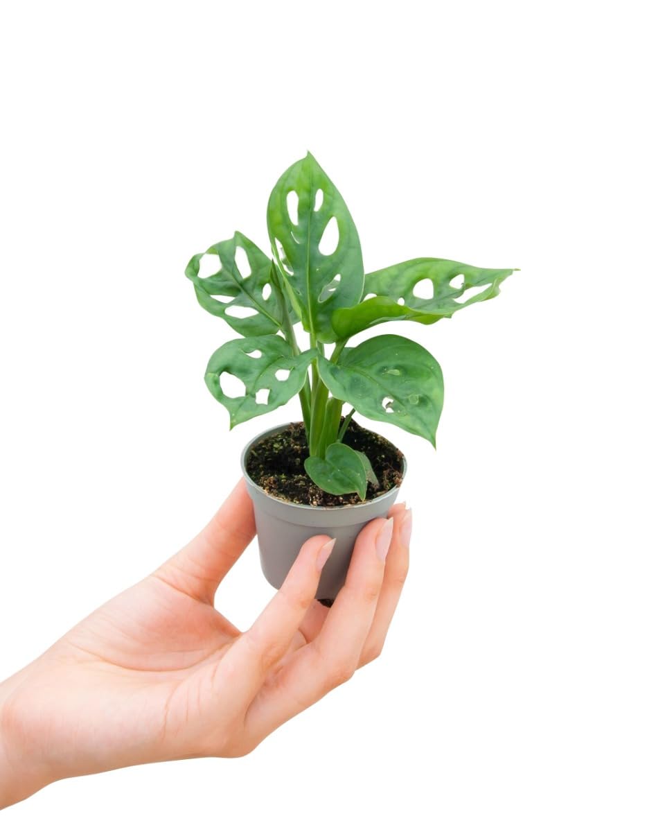 PLNTS - Baby Monstera Adansonii - Indoor Plant - Real Plants for Indoor Use  - 2 cm Cuttings - Height 15 cm : Amazon.de: Home & Kitchen