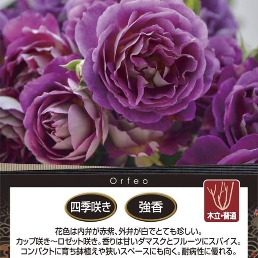 Amazon.co.jp: オルフェオ 6号鉢 春開花株 鉢植え バラ 薔薇 ロサ