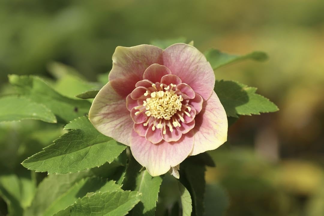 クリスマスローズ 苗 SDノスタルジア×SD蜃気楼 クリスマスローズ 小苗 SDノスタルジア セルフ 1苗 抜き苗発送