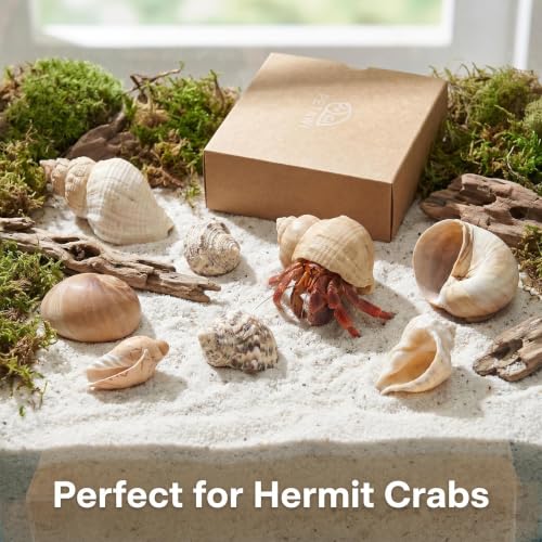 Image of 6PCS Hermit Crab Shells Medium to Large | Natural Conch 2.8 inch - 3.9 inch, Opening Size 1.5 inch - 2.5 inch | Assorted Turbo Shells Hermit Crab Growth Shells Small Medium Large Hermit Crab Supplies