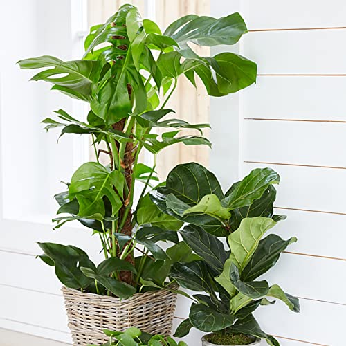 Whonline 2 Pack 47 Inch Tall Moss Pole For Monstera Bendable Plant Stakes, Sphagnum Handmade Real Forest Moss Stick, Potted Plants Support For Climbing Plants Indoor #TOP5