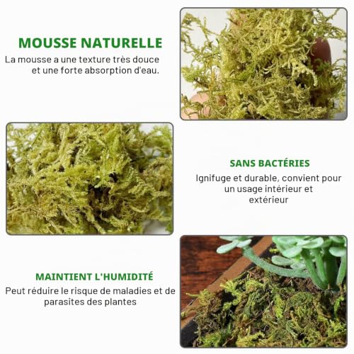 GOEDCH 2 x 500 g Mousse de sphaigne naturelle pour orchidées: mousse de sphaigne pour plantes, couleur naturelle, forte capacité de rétention d'eau, tourbe pour jardin et terrariums – vue 3