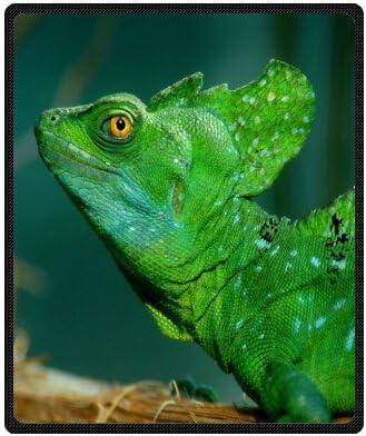 Custom Special Design funny Reptile gecko lizard Black Feathers Fleece Blankets Throws 50 x 60 (Medium)