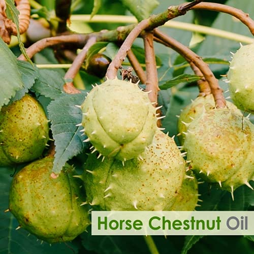 Image of B-URBAN Horse Chestnut Oil |Pure and Natural Horse Chestnut Oil | Firm, Hydration, Toning, Cosmetic Grade| Skincare, Hair Care, and DIY Purpose (100ml)