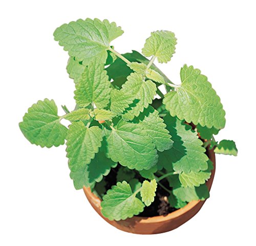 Burpee Common Catnip Seeds 1500 seeds