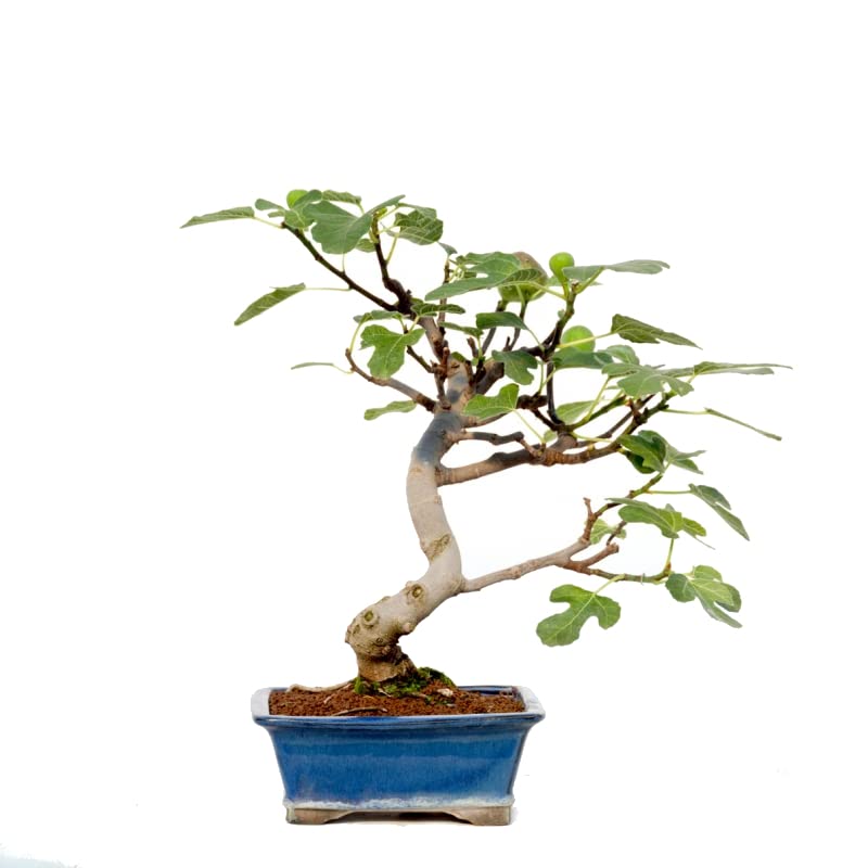 Bonsái de Higuera DECOALIVE Planta Natural para Hogar, Terraza y Jardín Bonsái Ficus Carica