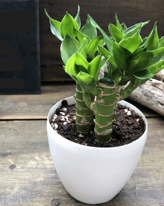 Amazon｜キングバンブー 縁起の良い植物 開運 風水 観葉植物