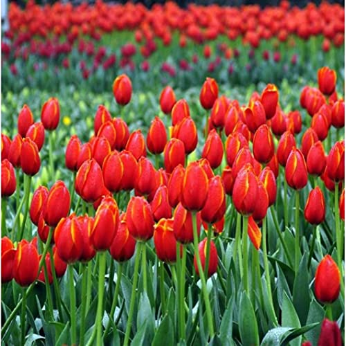 20 bulbo di tulipano, bulbi di tulipano perenni rosso luminoso puro, fiori rossi come nuvole al tramonto, impressione rossa, ornamenti per decorazione della casa - Image 4
