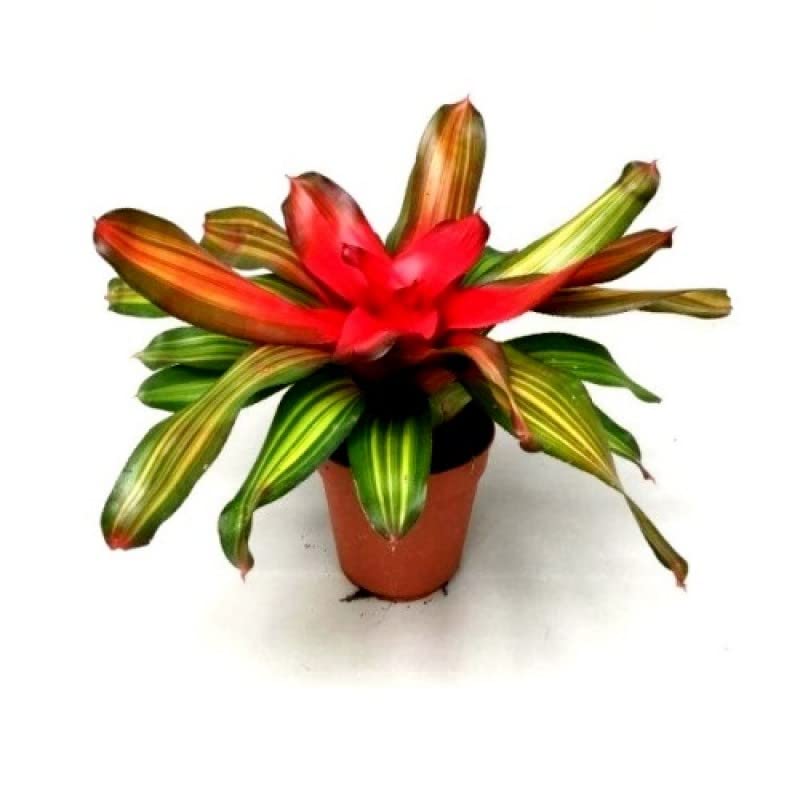 Mphmi Nursery Delhi Plant NCR Bromiliad - Neoregelia Fire Ball (B0B5NVML4T) Amazon Price History, Amazon Price Tracker
