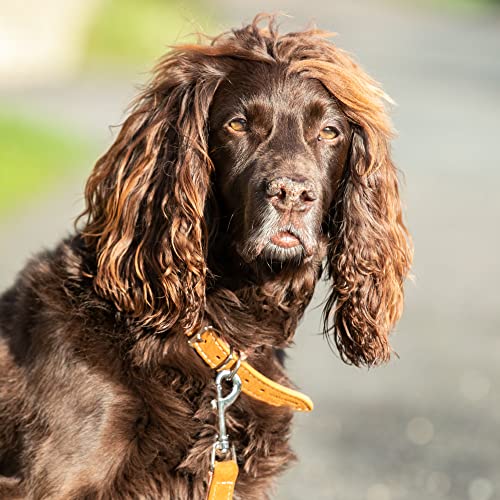 HUGO & HUDSON Luxury Dog Collar Fabric & Suede Leather with Adjustable Metal Buckle, Orange 30cm - Image 2