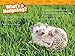 Hedgehogs (National Geographic Kids Readers, Level 1)