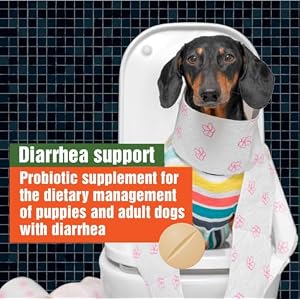 Canine Probiotics for Dogs Diarrhea Relief Flora & Immune Support – “Army Soldier Owned” Veterinary Dog Probiotics for Digestive Health, Firmer Stools & Sensitive Stomach, 60 Yummy Tablets (Pack of 1) Canine Probiotics for Dogs Diarrhea Relief Flora & Immune Support – “Army Soldier Owned” Veterinary Dog Probiotics for Digestive Health, Firmer Stools & Sensitive Stomach, 60 Yummy Tablets (Pack of 1)