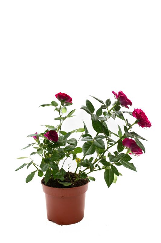 Spring Rose Souq Rose Holland Plant 15X15X25 Cm Red/Green