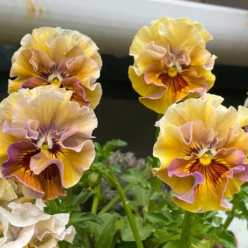 semi biologici di viola del pensiero primaverile, selvatici resistenti di viola del pensiero selvatici da balcone di recisi 150pcs