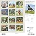 BrownTrout, Magnificent Horses Plato 2025 Wall Calendar