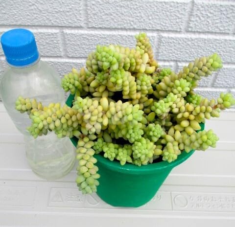 Amazon.co.jp: 多肉植物セダム新玉つづり(ビアホップ）_＿