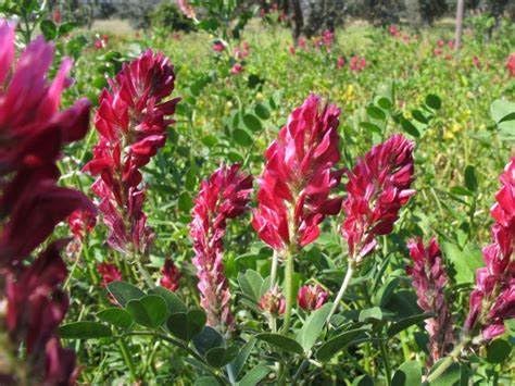 Semi di Sulla con Guscio 1 Kg – Per Semina Diretta | Piante Mellifere per Api | Giardinaggio e Agricoltura | Alta Germinabilità - produzione propria