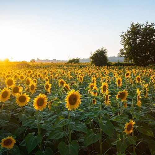 A 15th &eacute;pisode