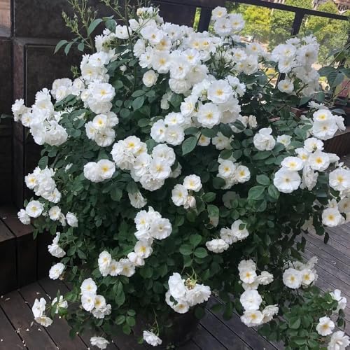Semillas de rosal, Rosa chinensis, semillas de flores y plantas Las rosas trepadoras compran semillas, semillas de variedades antiguas semillas de flores perenne resistente semillas de 350pcs