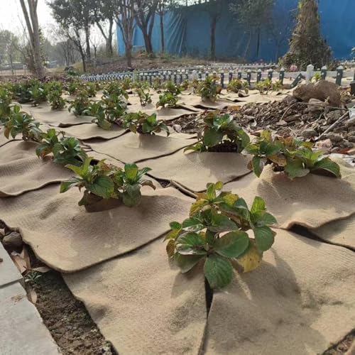 Esteras de germinación para cultivar brotes frescos y germen de trigo en la cocina urbana 7