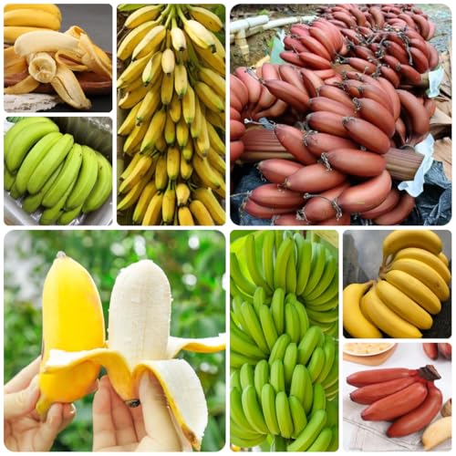 semi resistenti dell'di banana Le da giardino sono perenni resistenti di banana, all'inverno 65pcs