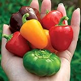 Park Seed Petite Colour Blend Hybrid Sweet Pepper Seeds – Compact Plants with Colorful Mini Bells, Sweet Flavor, Great for Containers and Snacking, Early-Maturing and Productive – Pack of 25 Seeds