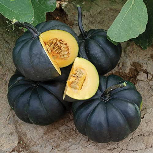 Exotic Black Pumpkin Seeds | 10 Seeds Packet | Grow Stunning Black Kat Pumpkins #TOP2