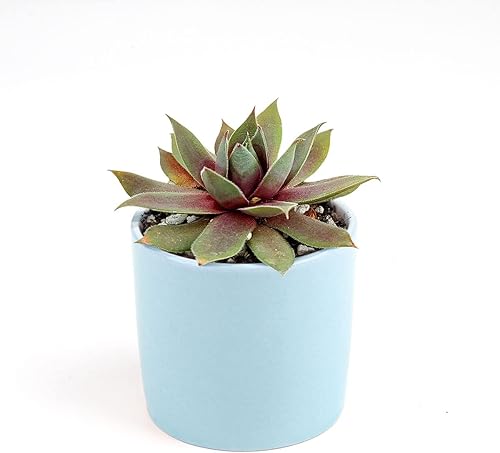 Miniatura 8 de Sempervivum Red Lion - Suculenta en forma de roseta (maceta moderna de coral de 4")  Ideas de regalos de suculentas