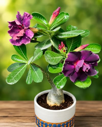 Image of EXOTIC LIVE Premium Live Adenium Desert Rose Plant (PACK OF -3) - Striking Flowering Succulent for Indoor /Outdoor - Unique Bonsai Houseplant with Thick Caudex