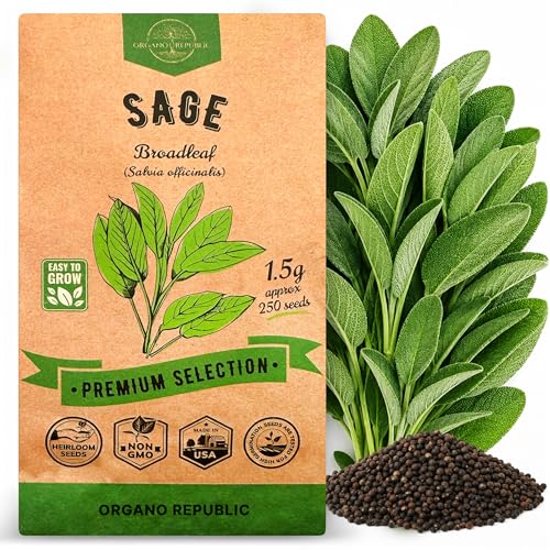 Sage Seeds Pack 1.5 G - Over 250 Non-GMO Heirloom Sage Seeds for Planting Herbs in Individual Seed Packet Herbs Seeds for Planting Home Garden Indoor & Outdoor Gardening