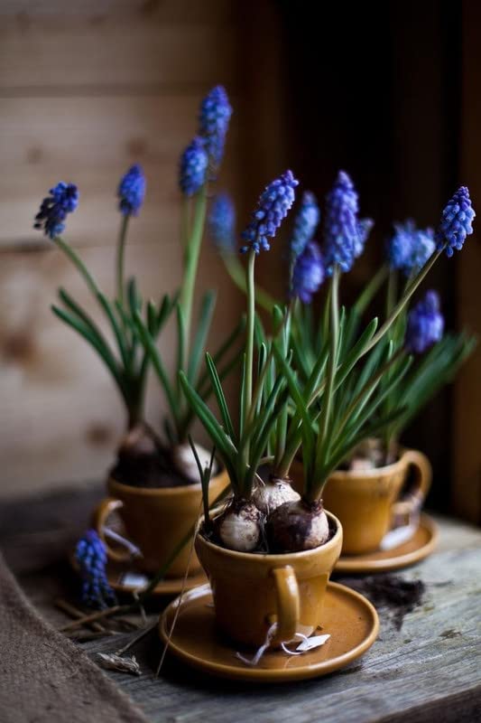 Radha Krishna Agriculture® Imporetd Muscari Flowers Bulb in winter season in India For Home Gardening (Pack of 1 Flower Bulbs) (B0B256BNRX) Amazon Price History, Amazon Price Tracker