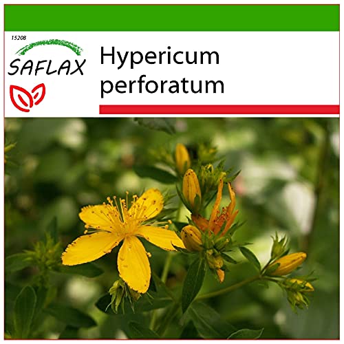 SAFLAX - Hierba de San Juan - 300 semillas - Con sustrato estéril para cultivo - Hypericum perforatum